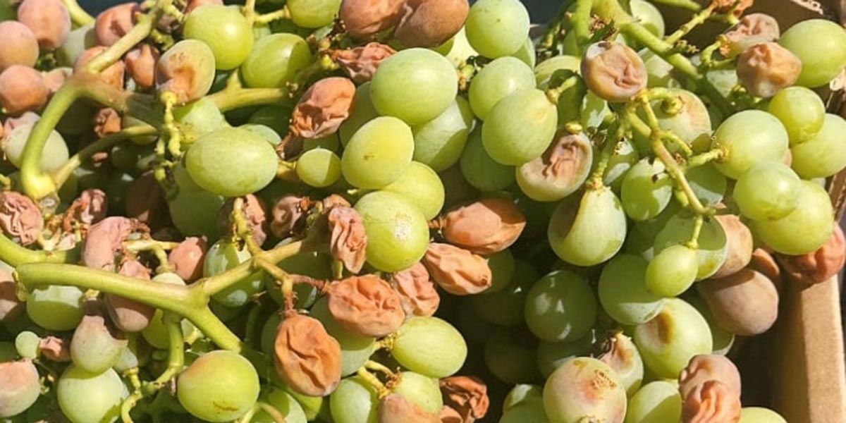 Peronospora su uva, in Puglia riconosciuto lo stato di calamità